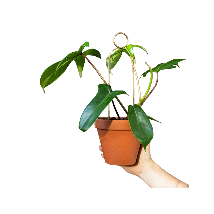 Mini Rankhilfe Pompom Gold