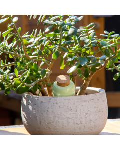 Bewässerungskegel Olla Grün