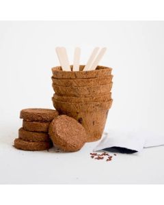 Bonsai-Bäume Selber Züchten - Grow It