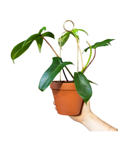 Mini Rankhilfe Pompom Gold