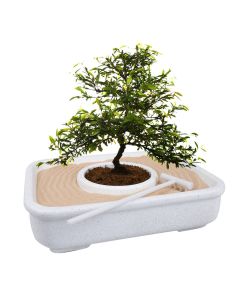 The Art Of Bonsai - Anzucht-Set
