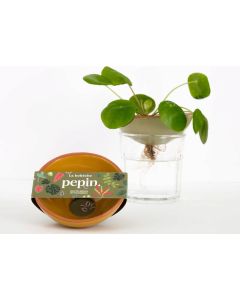 Keimschale Hydrokulturschale Salbeigrün