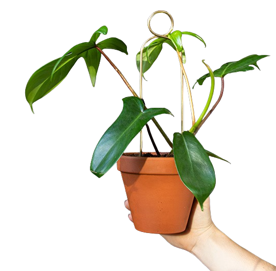 Mini Rankhilfe Pompom Gold